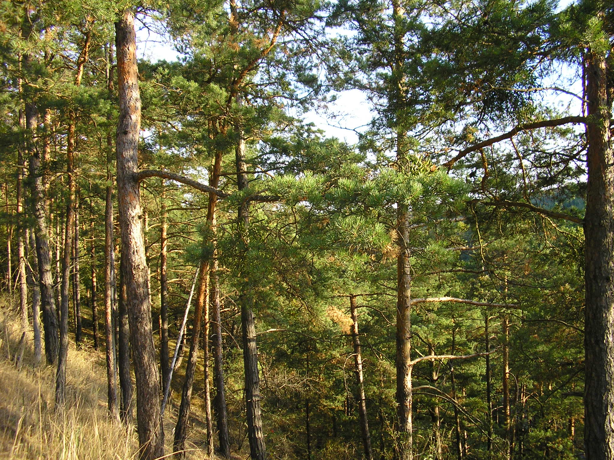 Pohled do lesa v údolí Oslavy-serpentiny směrem do Mohelna